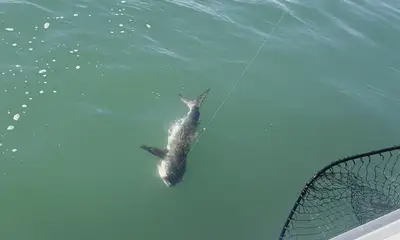 Virginia Beach Видео отчет 0