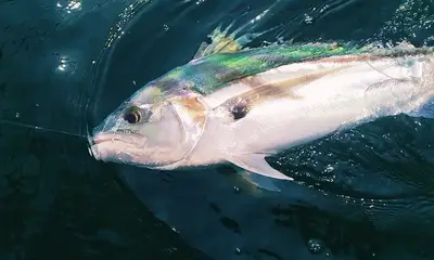 Puerto Vallarta Report Video 1