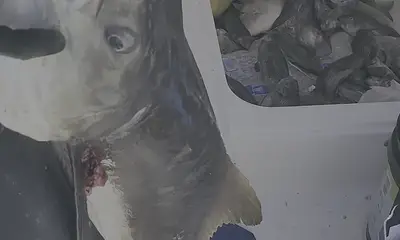 Virginia Beach Report Video 0