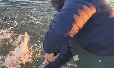 Mastic Report Video 1