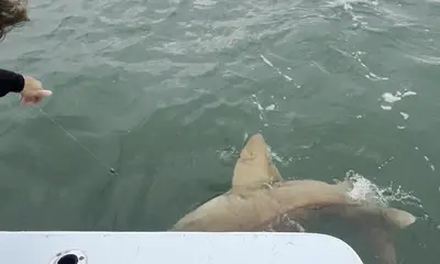 Caught our Limit\u2026 then went Shark Fishing