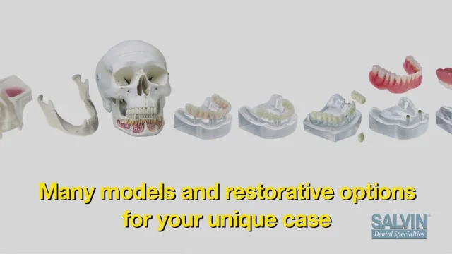Mike Dental Tête de mort réaliste 1:1 - Modèle humain - Taille réelle -  Anatomique - Pour l'enseignement médical : : Commerce, Industrie  et Science