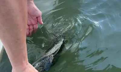 Murrells Inlet Report Video 0