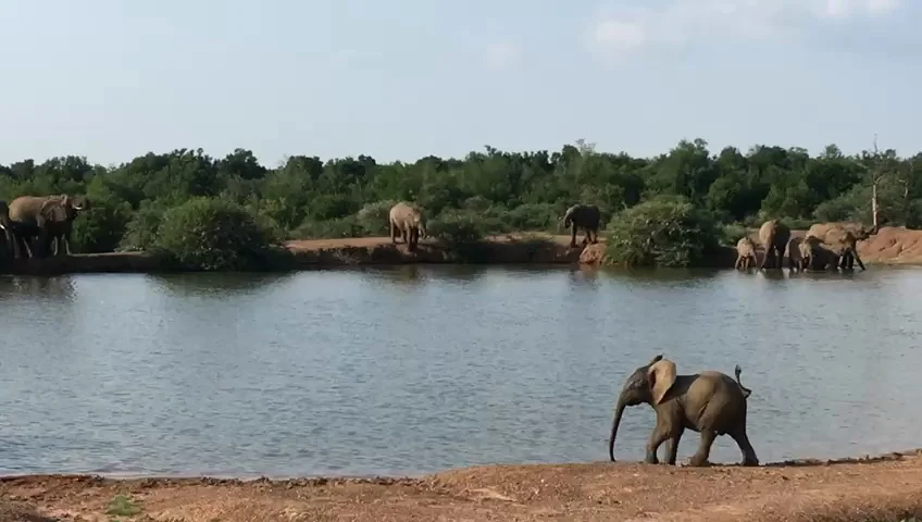 The Big Five Animals In Pilanesberg, South Africa