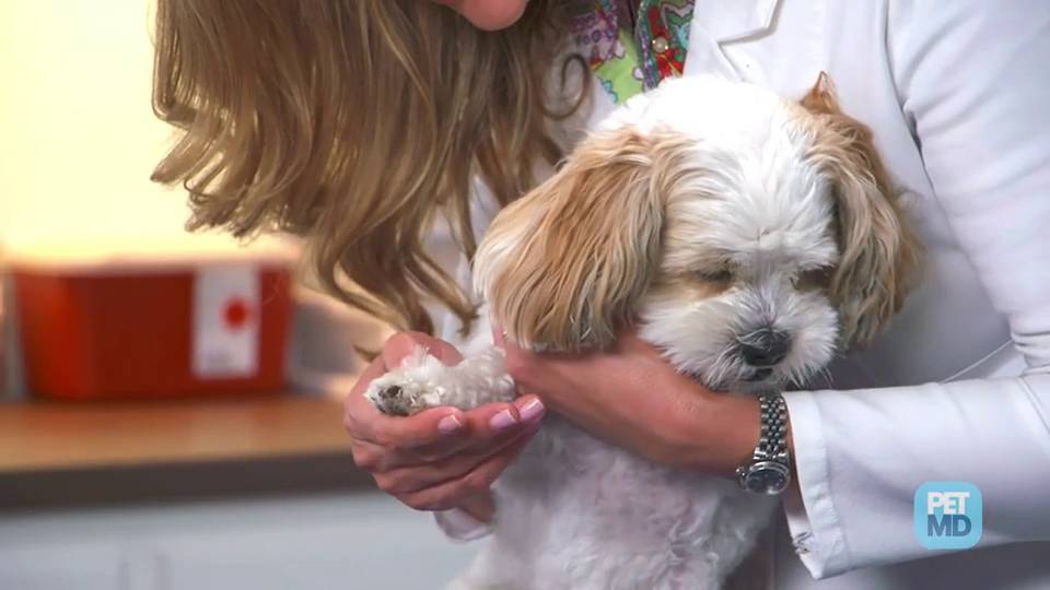 snake bite kit for dogs