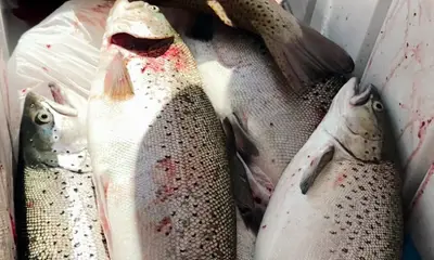 The fishing is on fire