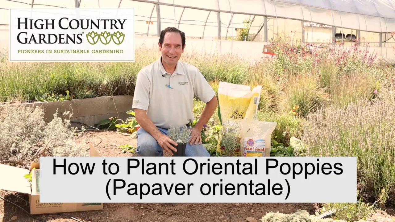 Papaver (Oriental Poppy) Brilliant - Moss Greenhouses