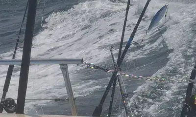 Gulf stream fishing 