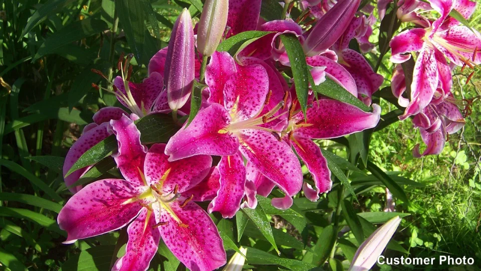 Wild Rose Red Lily of Japan Bulbs, Lilium | American Meadows