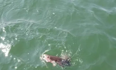 Virginia Beach Report Video 0