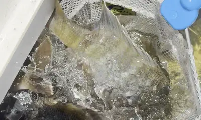 Clewiston Report Video 1