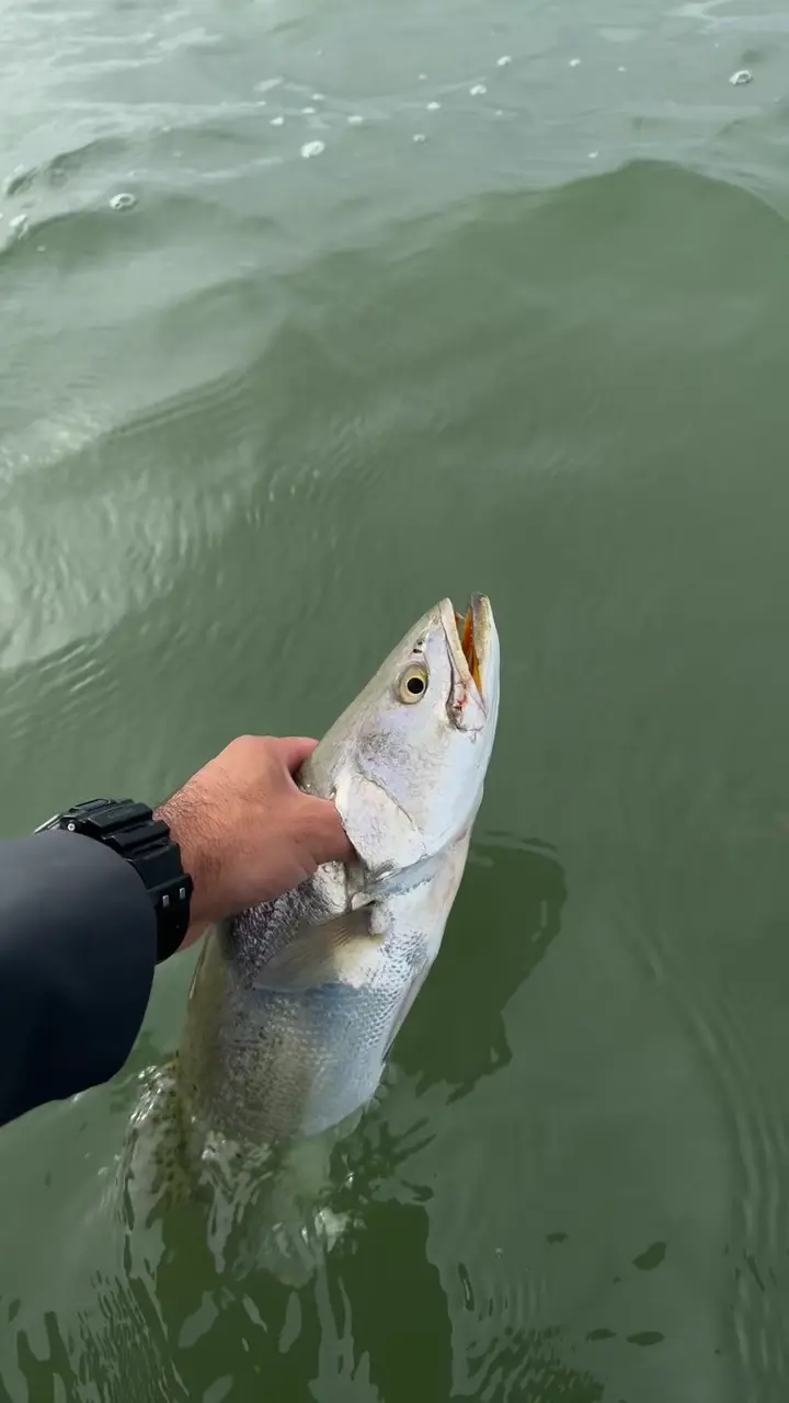 Business Card: Slick Fin Charters