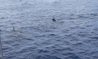 Ultimate Whale watching Experience 