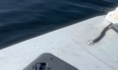 Best tarpon fishing day I’ve ever had.