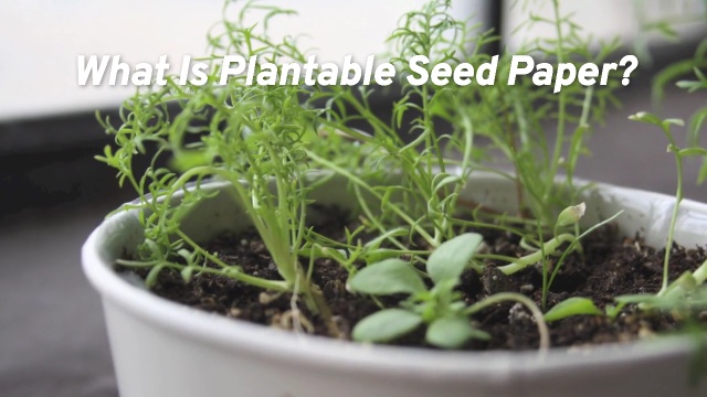 What is plantable seed paper? - JSM Brand Exposure