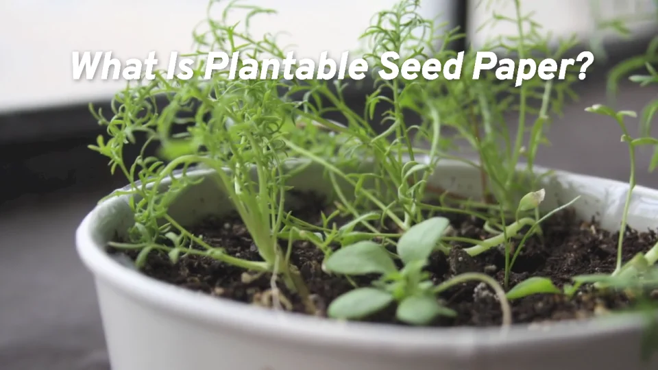 Plantable paper (Field grass or daisy live seeds) - Life Materials
