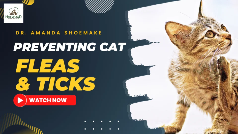 Home remedies for ticks on clearance cats