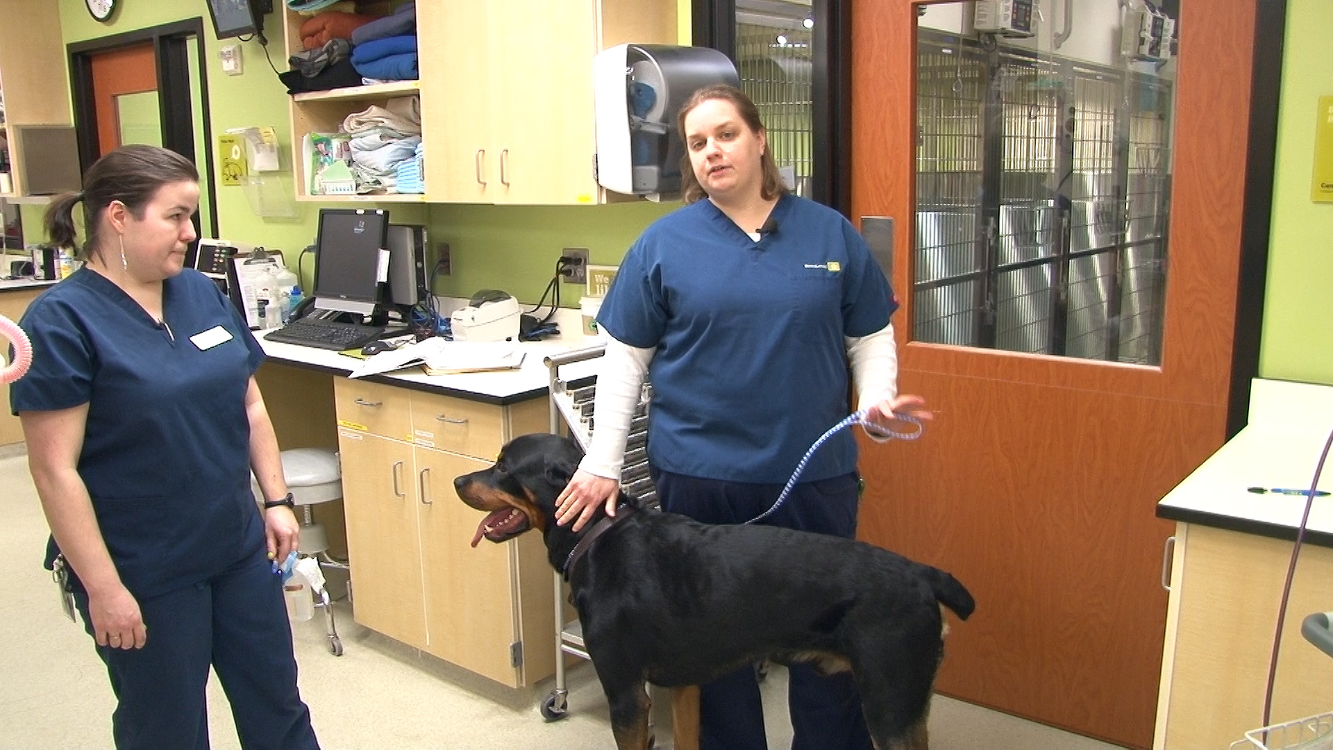 handling aggressive dogs