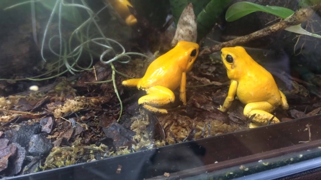 Strawberry poison frogs are reaching their heat limit because of