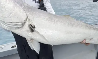 San Pedro Report Video 1