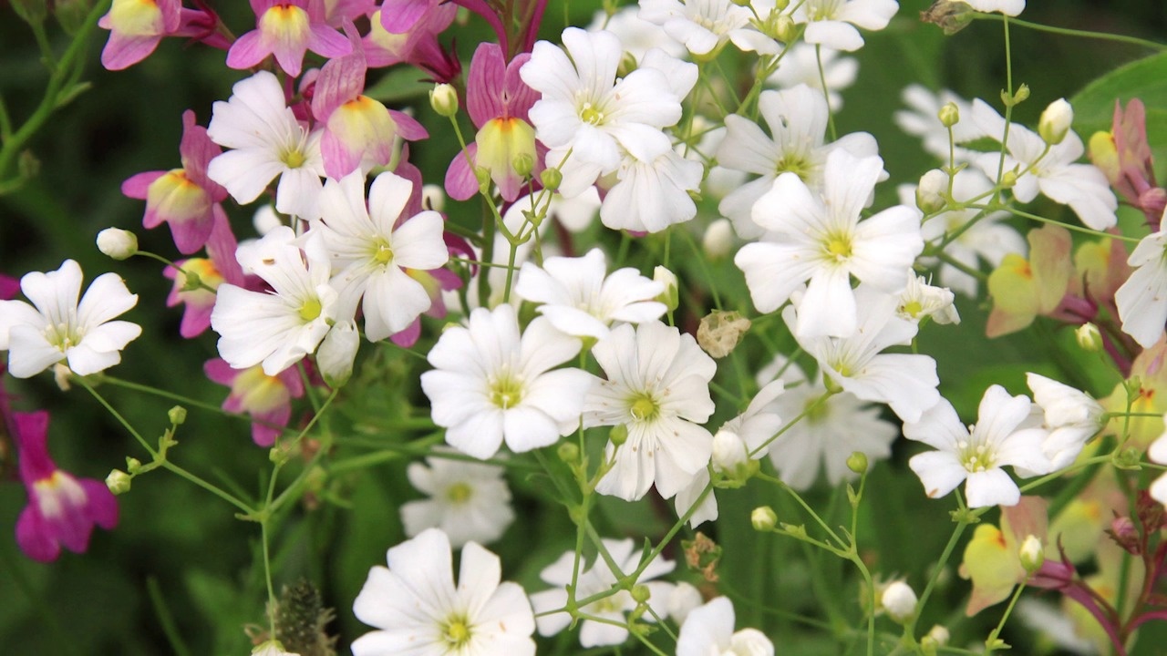 Strawberry Clover Seeds
