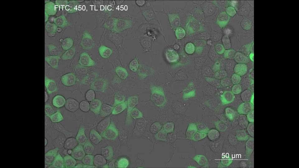 HeLa cell culture with cytosolic eGFP