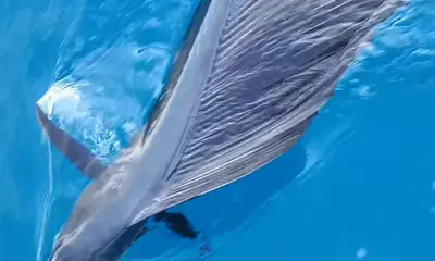 Fort Lauderdale Report Video 0