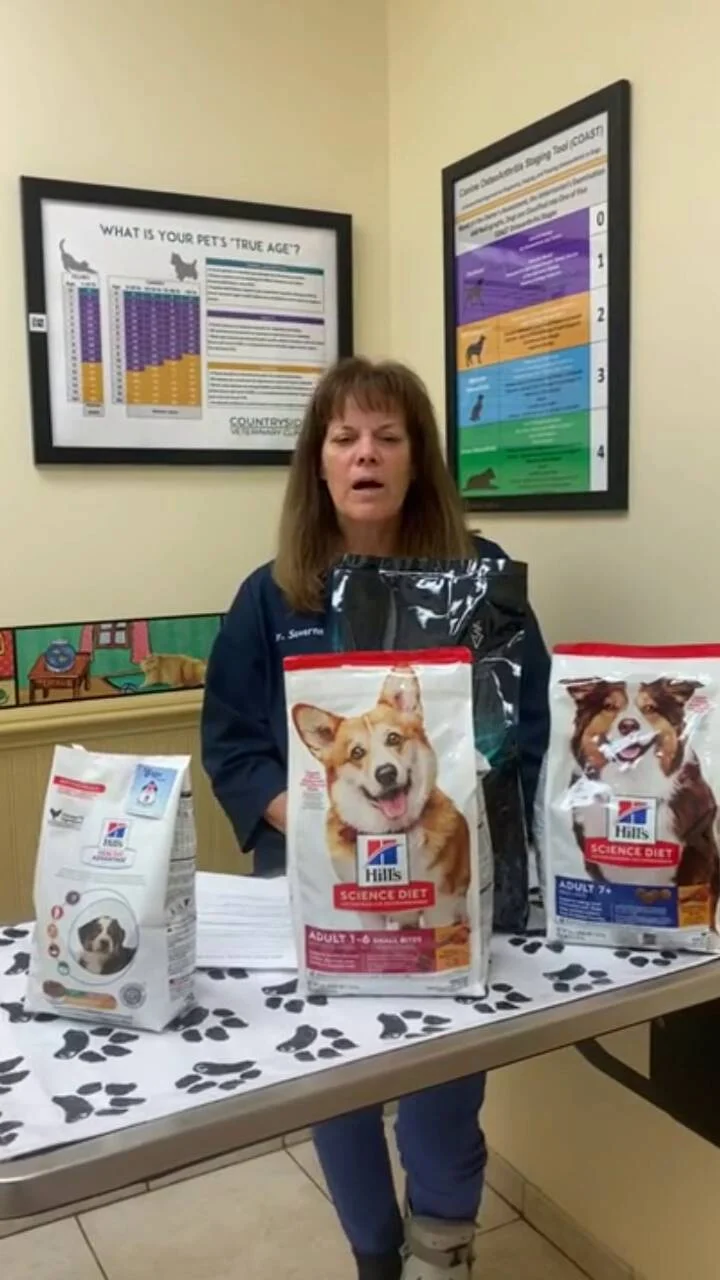 can dog food make your dog sick