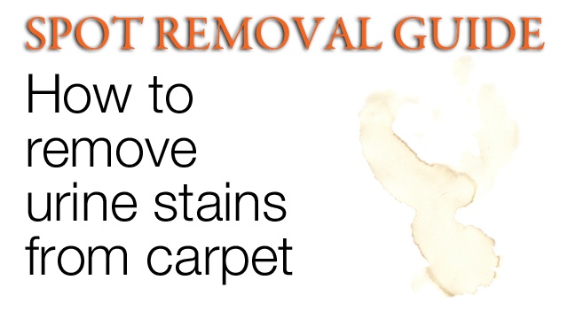 How To Get Urine Stains Out Of Carpet Removing From How To Get Urine Stains Out Of Carpet Removing From Spot Removal Guide