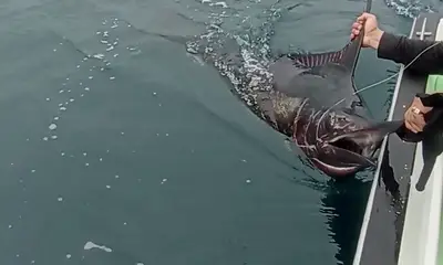 Puerto Jiménez Report Video 0