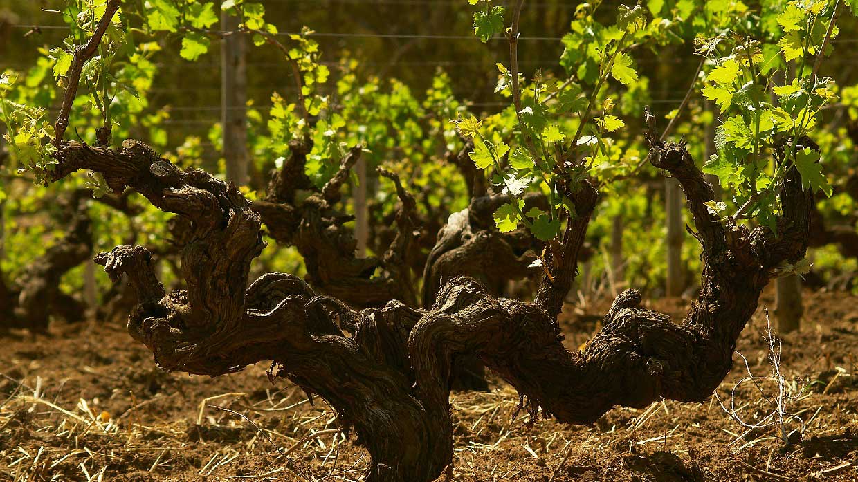 Thumbnail for the listing 'Ultimate Authentic Barossa Experience'