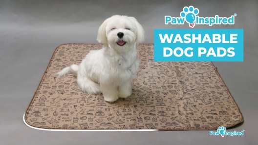 Play Video: Learn More About Paw Inspired From Our Team of Experts