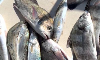 South Padre Island Report Video 1