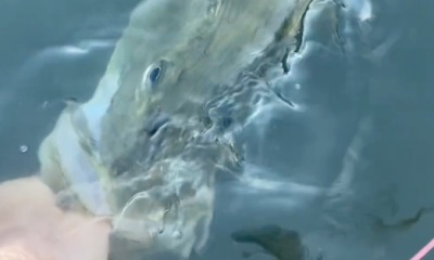 Palmetto Report Video 2