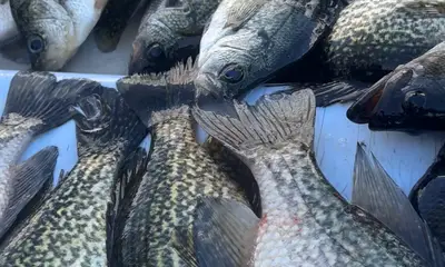 Clewiston Report Video 0
