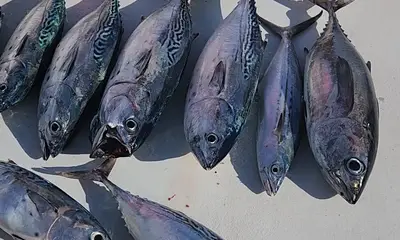 Pompano Beach Report Video 0