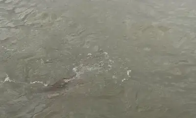 Venice Report Video 0