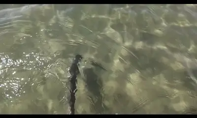 Carrabelle Report Video 0