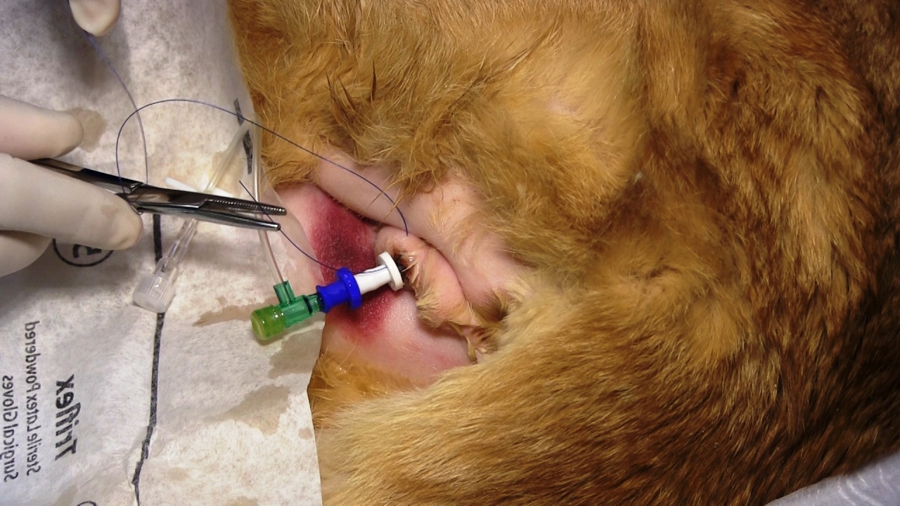 Urinary Obstruction in Cats CatWorld