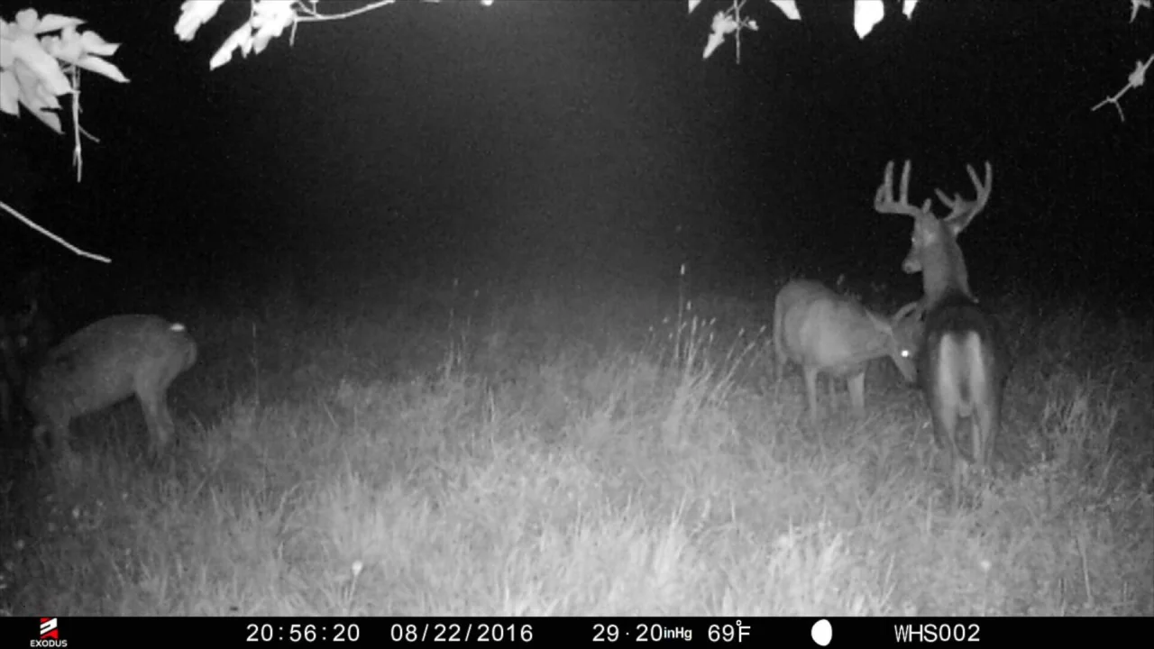 whitetail habitat solutions trail camera