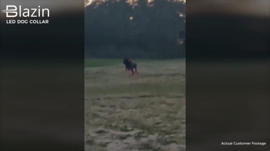 Blazin LED USB Rechargeable Nylon Dog Collar