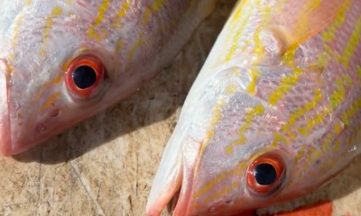 Boynton Beach Report Video 0
