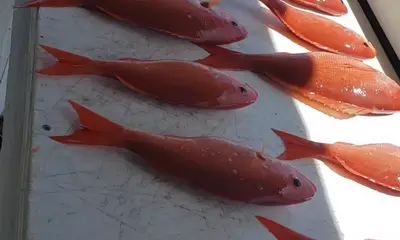 Orange Beach Report Video 0