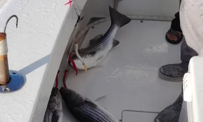 Montauk Report Video 0