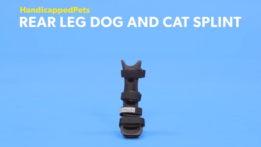 Play Video: Learn More About Walkin' Pets From Our Team of Experts