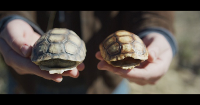 Educating Hungry Ravens with 3D Printed Tortoise Shells - 3DPrint