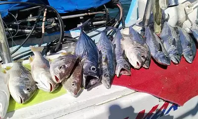 Puerto Vallarta Report Video 0