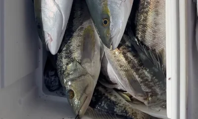 San Diego Report Video 0