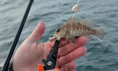 1/13 Nearshore Fishing Report