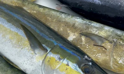 Key Biscayne Report Video 1